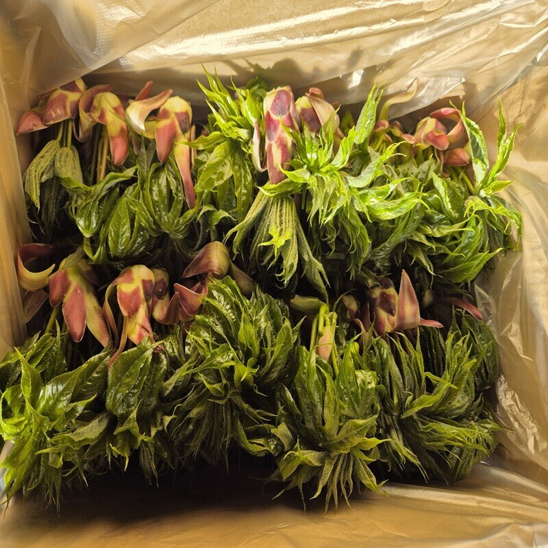 강원더몰,강원몰,황지담,개똥쑥,꿀,다차,차,장아찌,건강식품,황지담, 해담, 주식회사해담, 명이나물, 산마늘, 개똥쑥다차, 쑥꿀